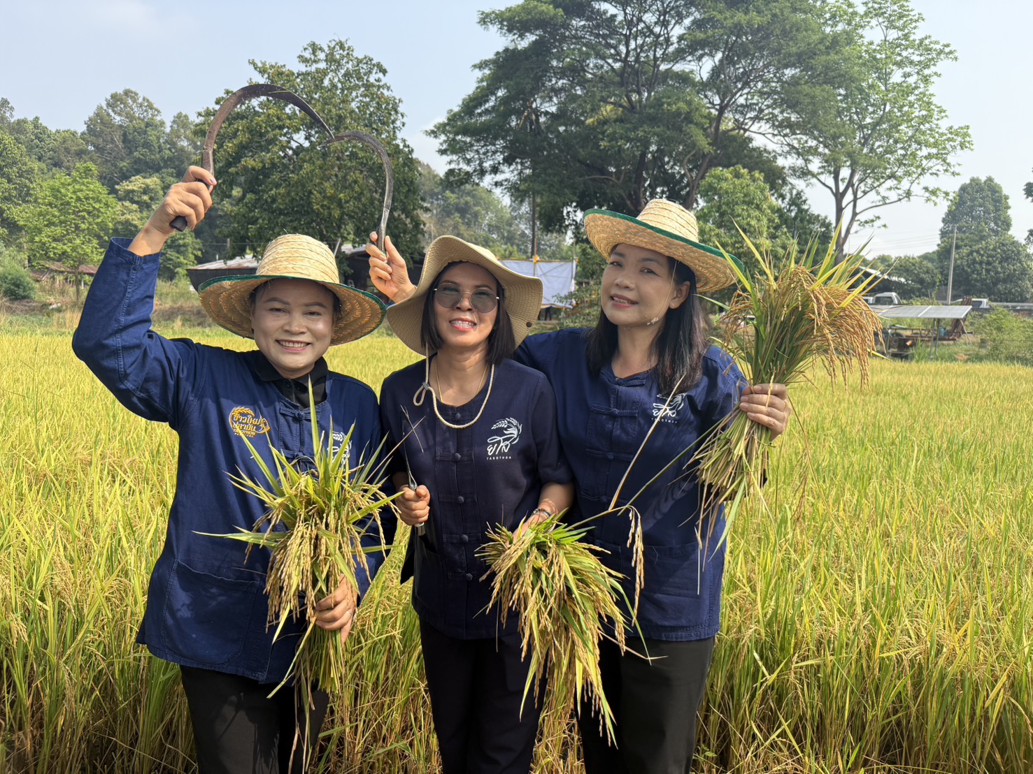 title - ส.ป.ก.ยโสธร ร่วมกิจกรรมเกี่ยวข้าว ภายใต้โครงการปลูกข้าวเฉลิมพระเกียรติ พระบาทสมเด็จพระเจ้าอยู่หัวฯ เนื่องในโอกาส มหามงคลเฉลิมพระชนมพรรษา 74 พรรษา